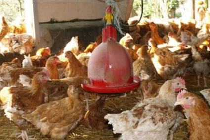 Burkina Faso / Filière avicole : Le gouvernement prend des mesures pour soutenir la production locale et promouvoir l’autosuffisance alimentaire